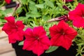 Red annuals trying to steal the show