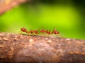 Red ant 02 Royalty Free Stock Photo