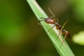 A red ant Royalty Free Stock Photo