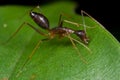 Red ant Royalty Free Stock Photo