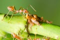 Red ant and aphid on the leaf Royalty Free Stock Photo