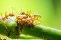 Red ant and aphid on the leaf Royalty Free Stock Photo