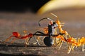 Red ant Royalty Free Stock Photo