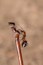Red ant on a branch Royalty Free Stock Photo