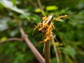 Red Ant bridge unity team. Close up Macro of Ant making unity bridge on plant with nature forest green background. Ant action Royalty Free Stock Photo