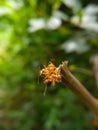 Red Ant bridge unity team. Close up Macro of Ant making unity bridge on plant with nature forest green background. Ant action Royalty Free Stock Photo