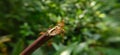 Red Ant bridge unity team. Close up Macro of Ant making unity bridge on plant with nature forest green background. Ant action Royalty Free Stock Photo