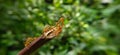 Red Ant bridge unity team. Close up Macro of Ant making unity bridge on plant with nature forest green background. Ant action Royalty Free Stock Photo