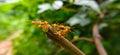 Red Ant bridge unity team. Close up Macro of Ant making unity bridge on plant with nature forest green background. Ant action Royalty Free Stock Photo