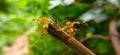 Red Ant bridge unity team. Close up Macro of Ant making unity bridge on plant with nature forest green background. Ant action Royalty Free Stock Photo