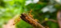 Red Ant bridge unity team. Close up Macro of Ant making unity bridge on plant with nature forest green background. Ant action Royalty Free Stock Photo