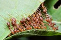 Red ant, Ant bridge unity team Cooperate To achieve the goal. Royalty Free Stock Photo