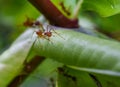 Red ant build nest with green leaf Royalty Free Stock Photo