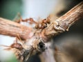 red ant carrying bug on branch tree