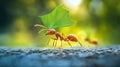 Leafcutter Ant Carrying Green Leaf on Back, Macro View, Working Insect, Nature Royalty Free Stock Photo
