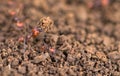 Red Ant carrying piece of dirt