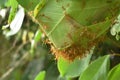 Red ant climbing on nest in leaf in on garden