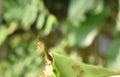 Red ant climbing on nest in leaf in on garden