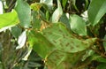 Red ant climbing on nest in leaf on garden