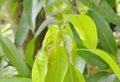 Red ant climbing on nest mango leaf in garden