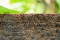Red ant climbing on old wooden fence Royalty Free Stock Photo