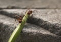 Red Ant eating leaf Closeup Macro Photo Royalty Free Stock Photo