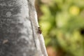 Red Ant Closeup Macro Photo Royalty Free Stock Photo