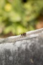 Red Ant Closeup Macro Photo Royalty Free Stock Photo