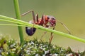 Ant on grass Royalty Free Stock Photo