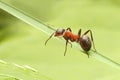 Ant on a blade of grass. Royalty Free Stock Photo