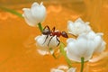 Ant on flowers Royalty Free Stock Photo