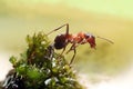Ant on grass Royalty Free Stock Photo