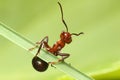 Ant on grass Royalty Free Stock Photo