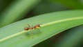 Red ant crawling on green leaf Royalty Free Stock Photo