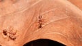 Red ant on dry leaf Royalty Free Stock Photo