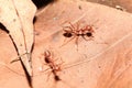Red ant on dry leaf Royalty Free Stock Photo
