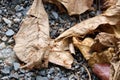 Red ant on dry leaf Royalty Free Stock Photo