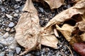 Red ant on dry leaf Royalty Free Stock Photo