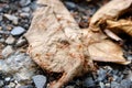 Red ant on dry leaf Royalty Free Stock Photo