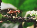 Red ant eating food Royalty Free Stock Photo