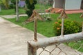 Red ant on the fence Royalty Free Stock Photo