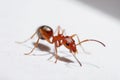 Red ant formica. Generate Ai