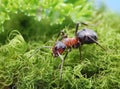 Red ant formica rufa on go