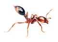 Red ant formica rufa on white background