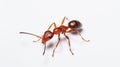 red ant formica rufa on white background. generative ai