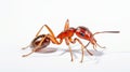 red ant formica rufa on white background. Formica rufa or southern wood ant. AI Generative Royalty Free Stock Photo