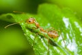 Red ant on green leaf Royalty Free Stock Photo