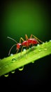 A red ant on a green leaf with water droplets, AI Royalty Free Stock Photo