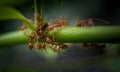 Red ant on green plant Royalty Free Stock Photo
