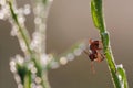 red ant on green stern with dew drops at summer morning, macro